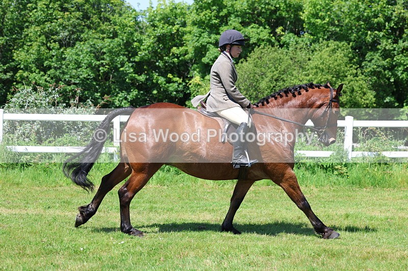 3E7A7201 - Class 30: Novice Working Hunter