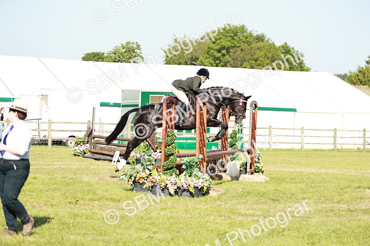 SBM_19188 - Class 115-116 - LIHS BSHA Rising Star Working Hunter & Show Horse