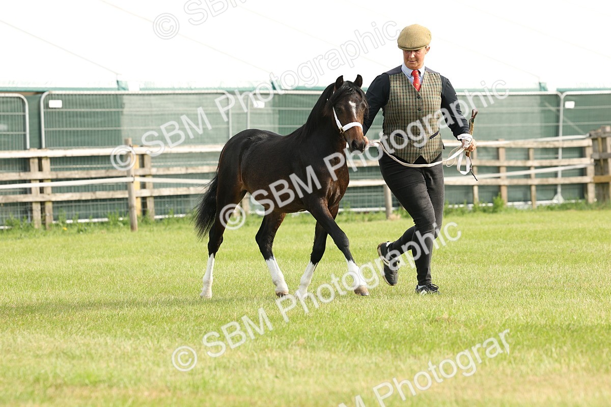 SBM_00437 - Class 6-13 - Mountatin and Moorland In Hand Welsh Breeds