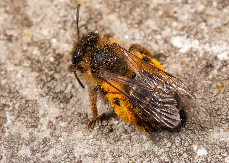 Andrena flavipes (f)