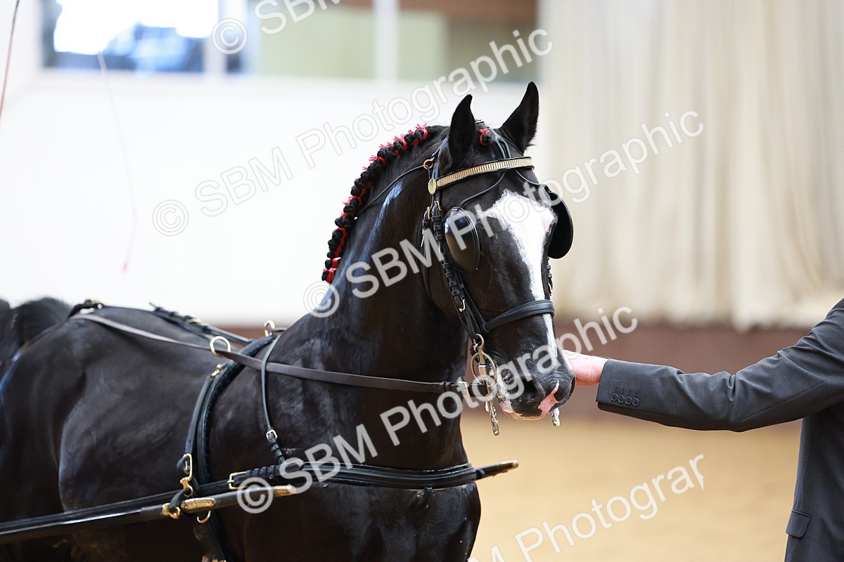 SBM_001018 - Class 13  - HHS Championship Intl Hackney Horse to a Show Wagon