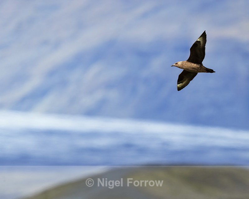 Great Skua flying, glacier background, Iceland - Great Skua