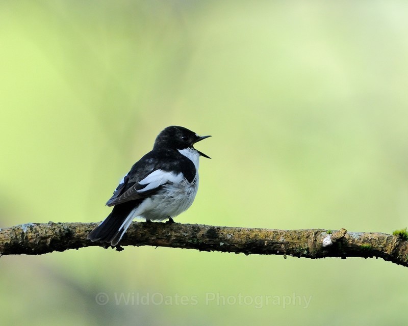 2013-05-31-07-31-45 NIKON D300 420mm f5 1-1000 iso1250 - Birds