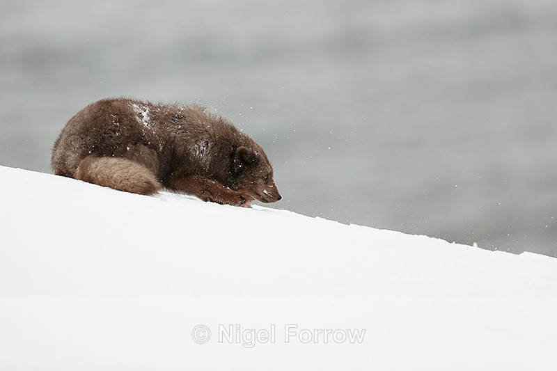Arctic Fox crouches down low, Hornstrandir, Iceland - Arctic Fox