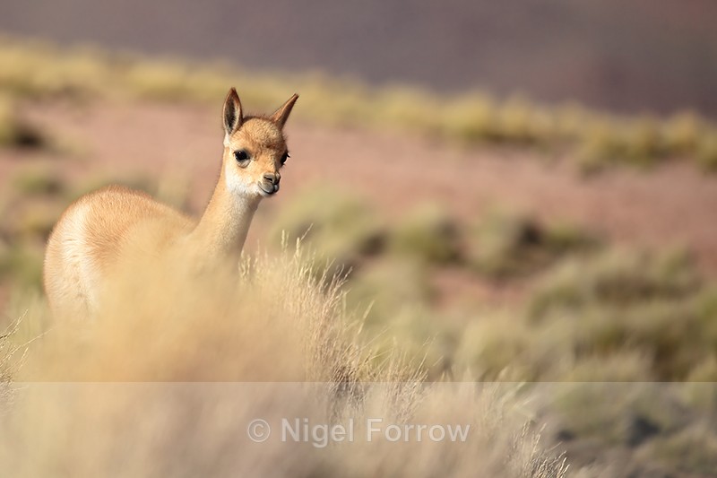Young Vicuna behind grass tussock, Laguna Miscanti, Chile - Vicuna