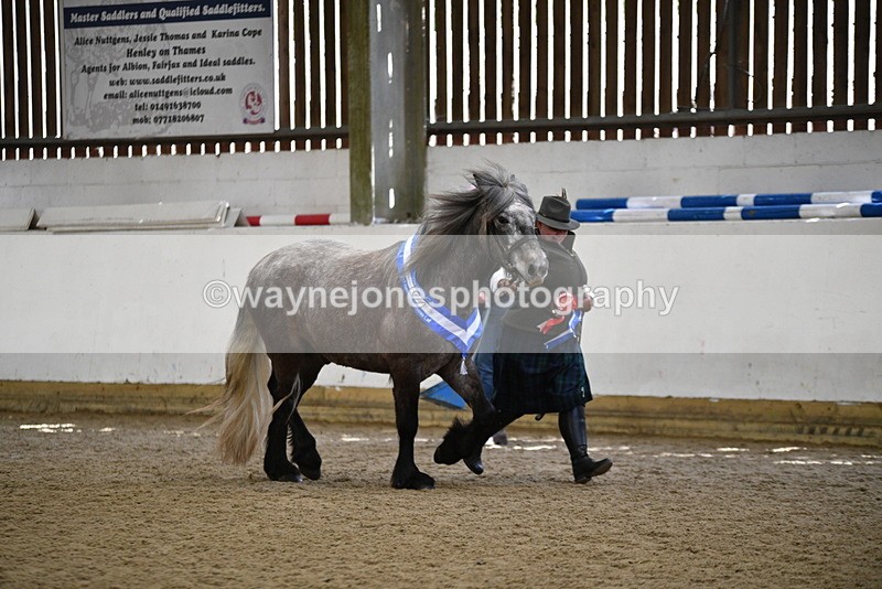 WJ5_5878 - Morning in hand Championship
