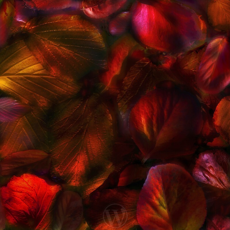 Autumn Leaf Fall 4 - Elemental