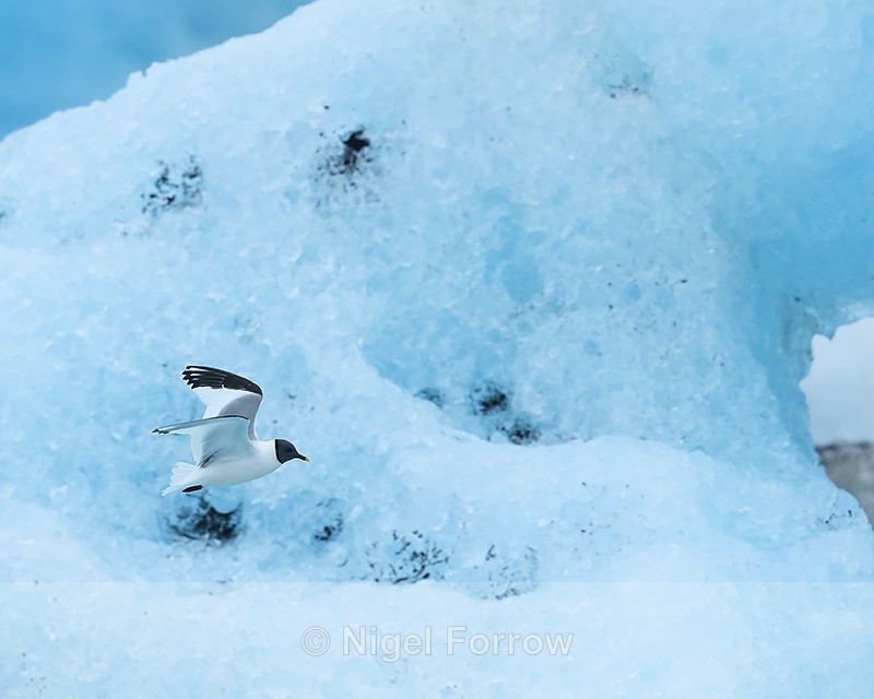 Sabine's Gull flying, Jokulsarlon, Iceland - Sabine's Gull