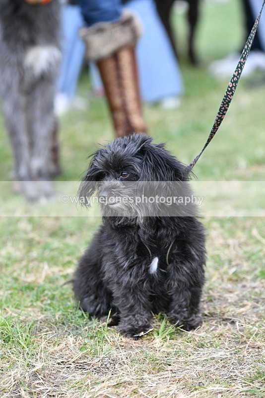 WJ5_9226 - Class 1 Best Cross Breed / Heniz 57