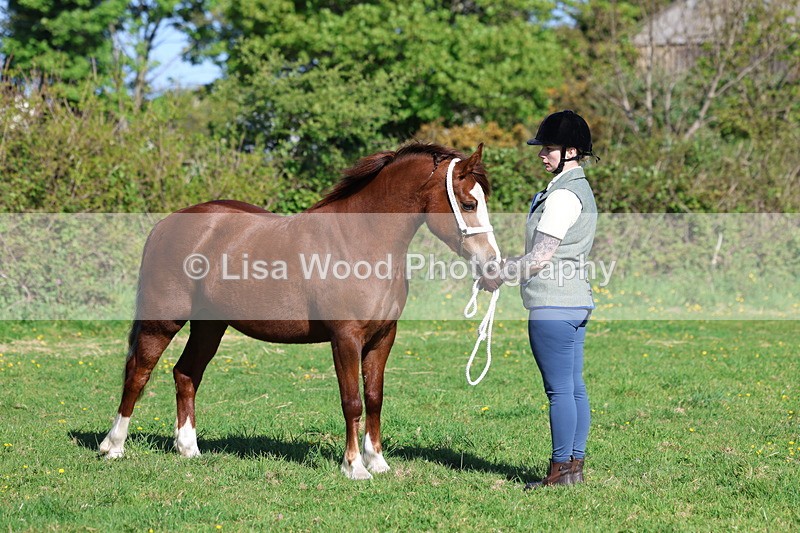 3E7A8634 - Class 13: M & M Large Breeds