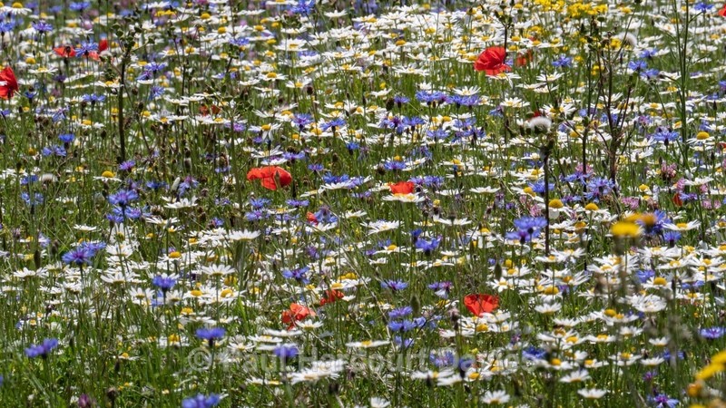 Weeds of cultivation Apennines Italy. scarlet field poppies (Papaver rhoeas), blue cornflowers (Centaurea cyanus) white ox-eye daisies( Leucanthemum vulgare, white field chamomile (Anthemis arvensis)  - Flowers in the Landscape - 2