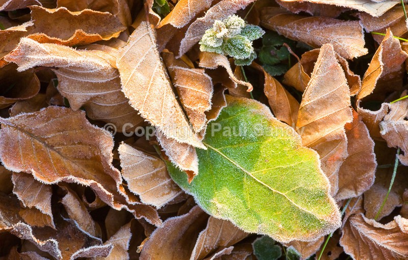 Churchyard leaves and new shoot, Rewe - Seeing the Wood AND the Trees