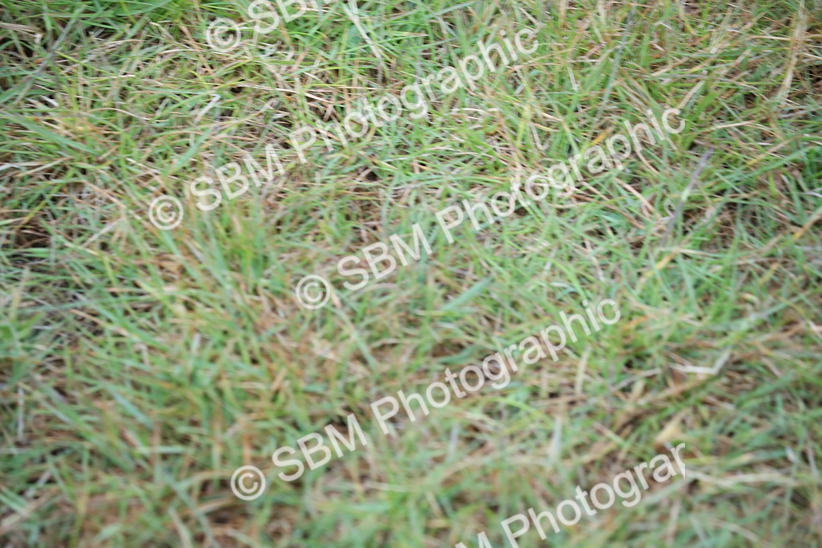 SBM_00105 - Class 17-20 - Arab & Part Bred - Anglo Arab In Hand