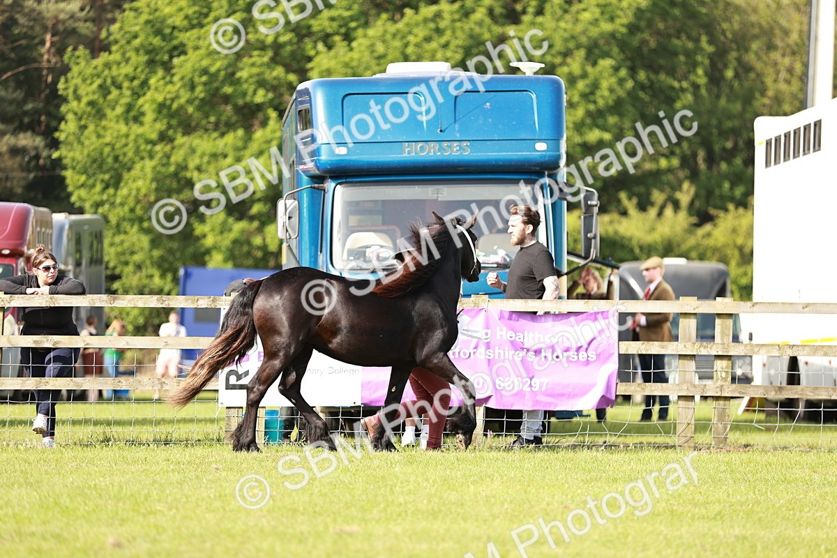 SBM_00778 - Class 14-23 - Mountain & Moorland In Hand Non Welsh