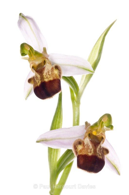  - WB: Orchids - Ophrys