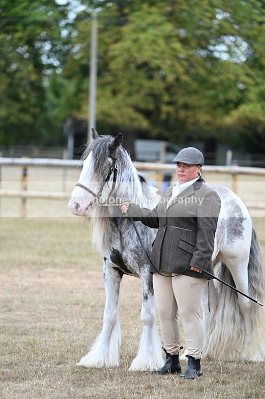 WJ7_9501 - Class 5 Most Handsome Gelding (up to 14.2hh)