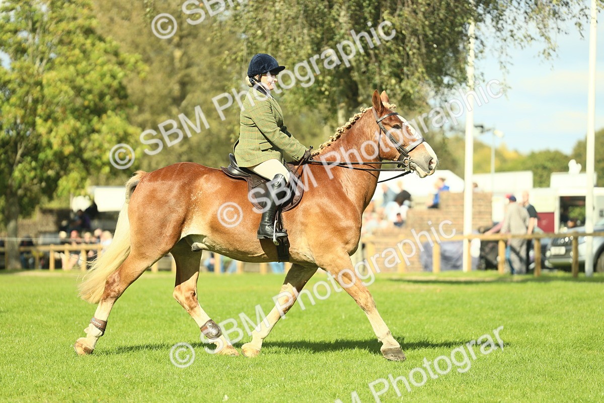 SBM_48098 - S32 - Novice & Newcomers Working Hunter