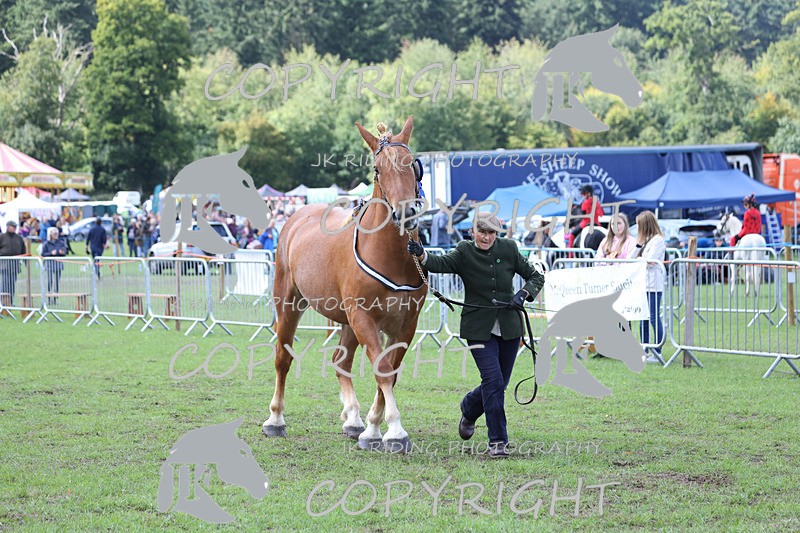 APP_3367 - Class 5 In Hand Championship