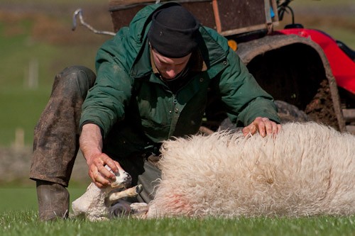 10 - The Lambing