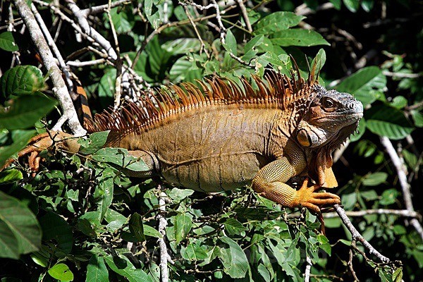  - Costa Rica