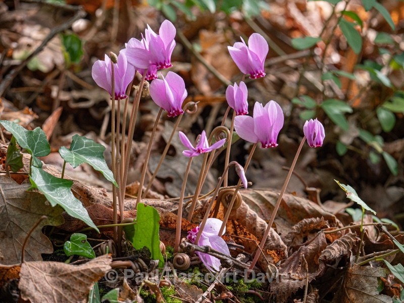 Ivy-leaved cyclamen, Sowbread (Cyclamen hederifolium) - Gargano - Wild Flowers