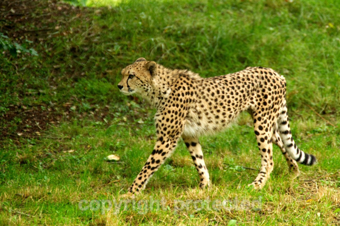 Anika - Wildlife Vets International