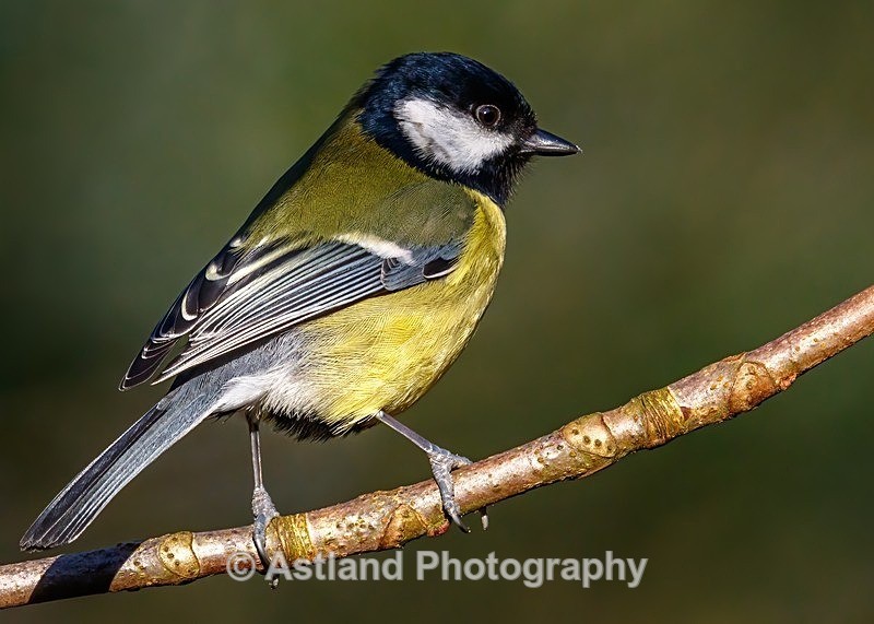 Astland Photography, Bird and Wildlife Images, Susan and Peter Wilson, U.K.