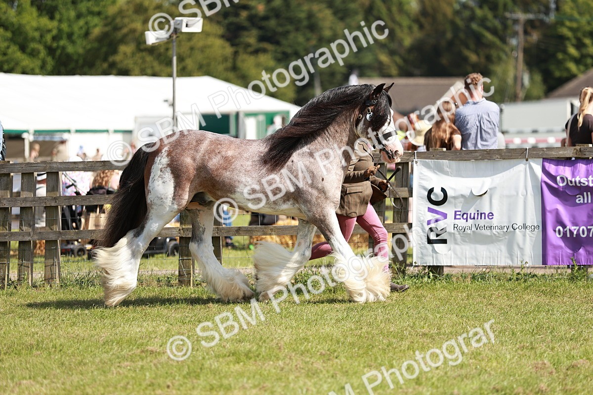 SBM_08790 - Class 63-65 - Traditional Gypsy Cobs In Hand & Ridden