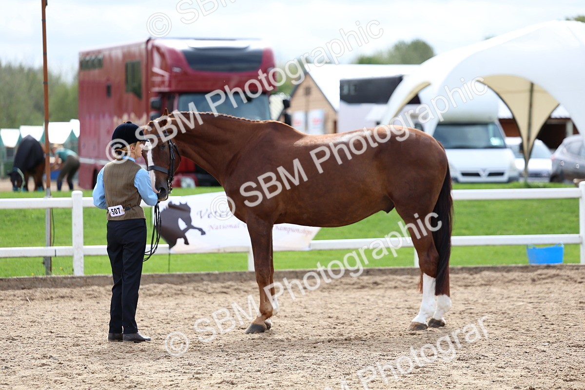 SBM_03954 - Class 25 - IH Foreign Breeds - Pure Bred
