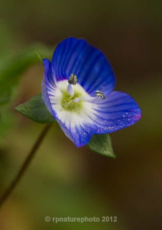 Common Field-speedwell - Veronica persica RPNP0026 - Flowers