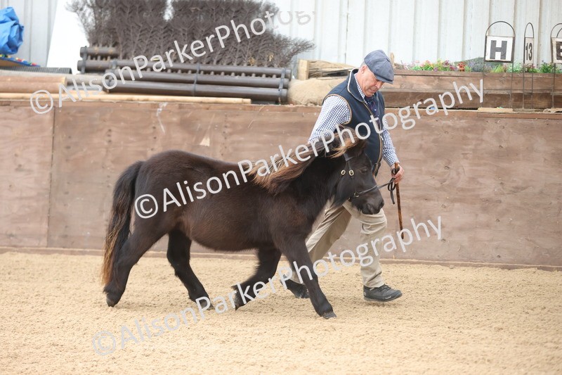 20251109-0006 - Class 2 - Yearling, Colt, filly or gelding