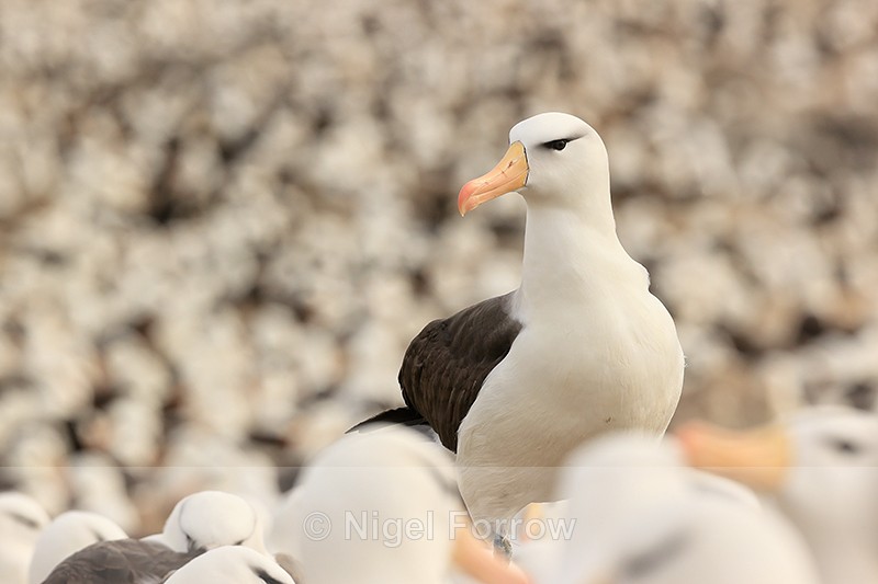 Black-browed Albatross, colony background, Steeple Jason - Black-browed Albatross