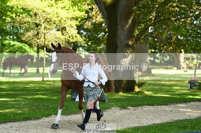 230524-160702-00691 - 208-NICO-Holly_Clarke-WEDTrotUp+DR