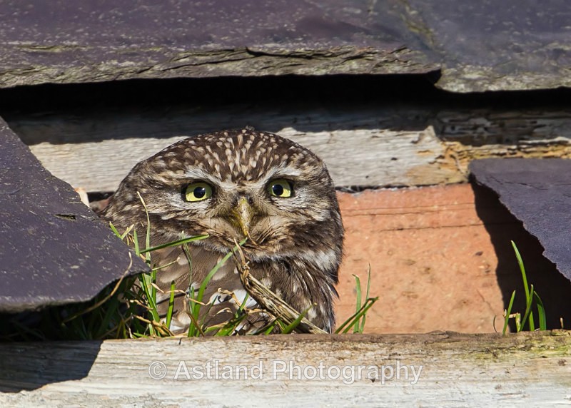 Astland Photography, Bird and Wildlife Images, Susan and Peter Wilson, U.K.