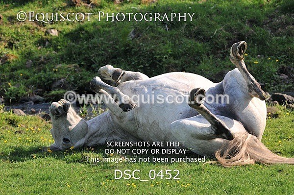 DSC_0452 - ARCHIVE REQUEST - Quincy and Guinness