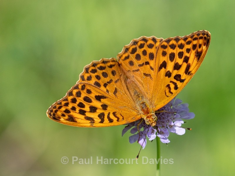 Silver-Washed Fritillary (Argynnis paphia - Insects, Spiders and other Animals
