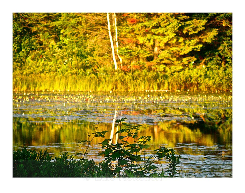  - Water Wood Earth