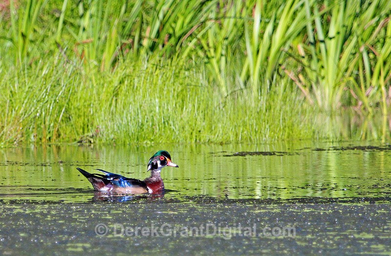 Wood Duck (male) - 2 - Birds of Atlantic Canada