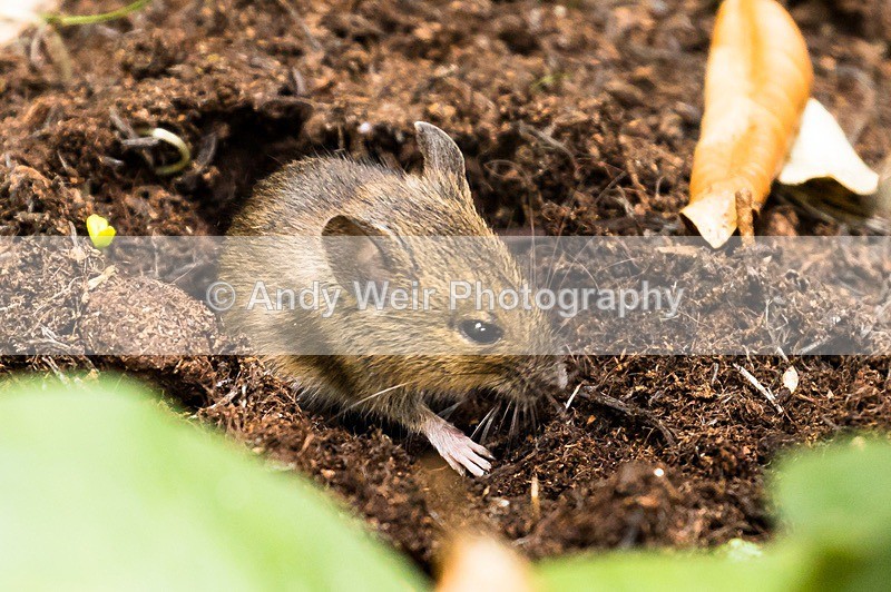 170705-untitled0018 - Wood Mouse