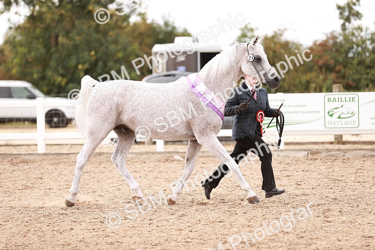 SBM_16260 - Class412 - Handsome Gelding (IH  or Ridden) Adult