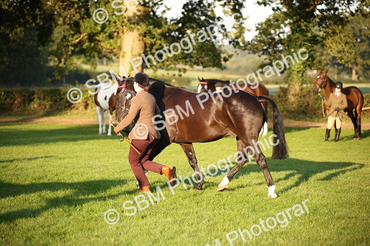 SBM_56874 - S49 - Riding Horse & Hack & Thoroughbred In Hand