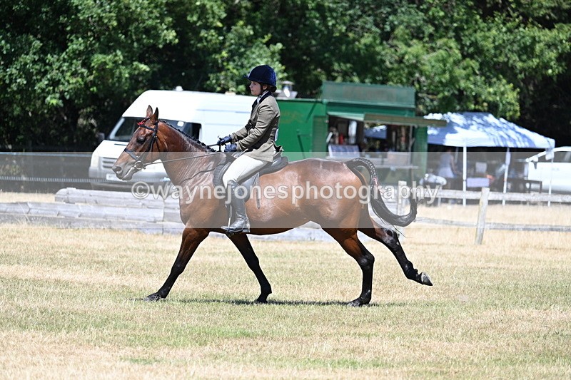 WJ7_3106 - Class 7 Riding Club Show Horse