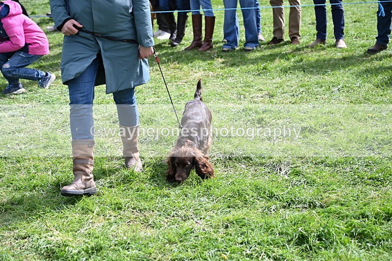 WJ6_8933 - Class 8 Best Working / Gun Dog or Bitch