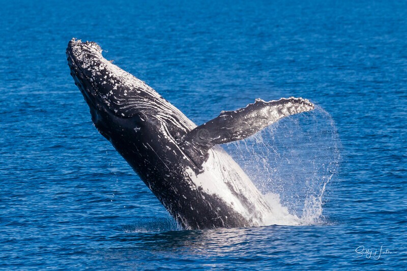 0A3A7918 - 2024 Hervey Bay Whales