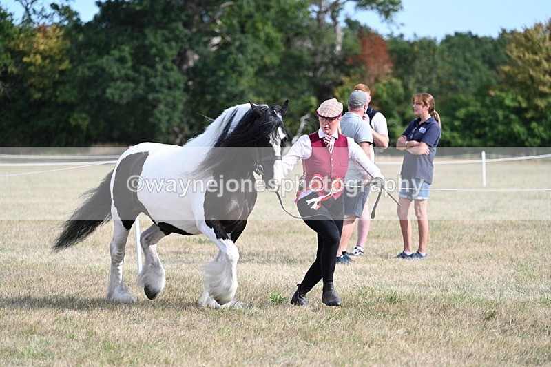 WJ7_8102 - In-hand Championship
