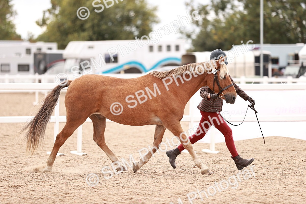 SBM_16890 - Class 415 - Horse-Pony Judge would most like to take home