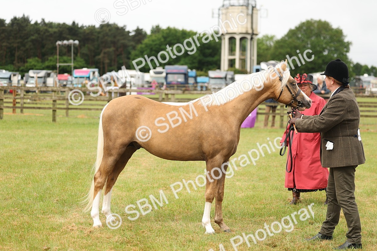 SBM_02146 - Class 50-57 - M&M Welsh Pony In Hand