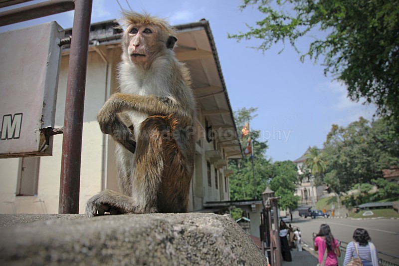  - Sri Lanka wildlife, people & places