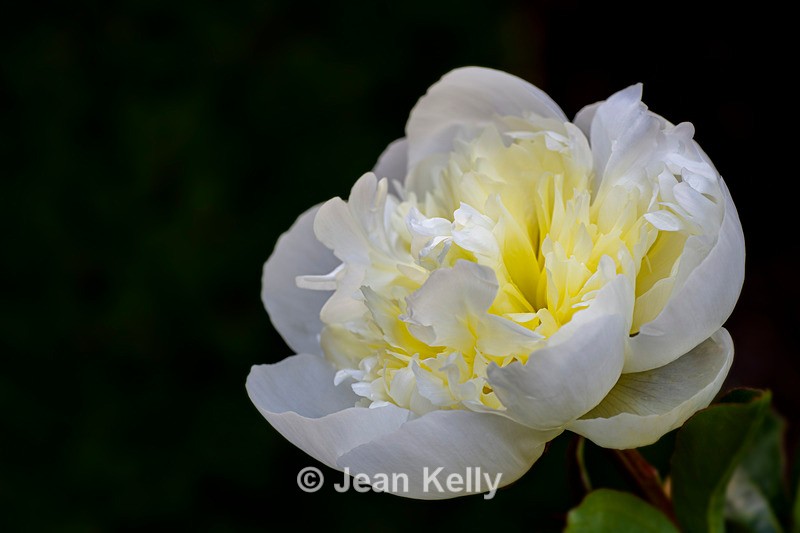 White Peony - DSC_4790 - White