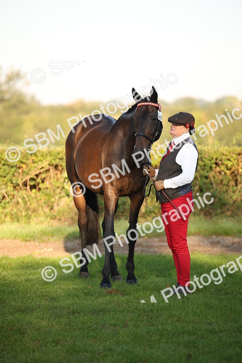 SBM_56923 - S49 - Riding Horse & Hack & Thoroughbred In Hand